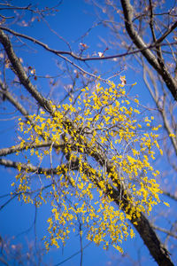 Low angle view of flowering tree against sky