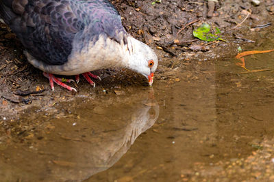 Close-up of bird drinking water