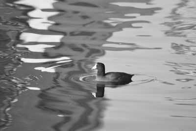 High angle view of duck swimming in lake