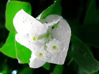 Close-up of wet white flower blooming outdoors