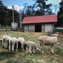 Sheep grazing on field against sky