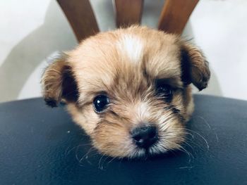 Portrait of cute puppy