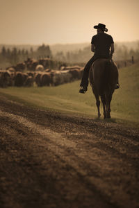 View of horse on the field