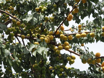 Low angle view of fruits growing on tree