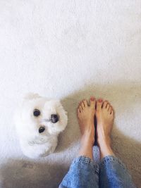 Low section of woman with dog on floor