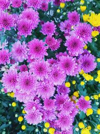 High angle view of pink flowering plants