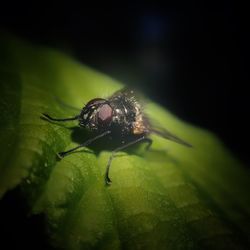 Close-up of fly on leaf