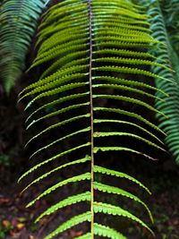 Close-up of fern leaves