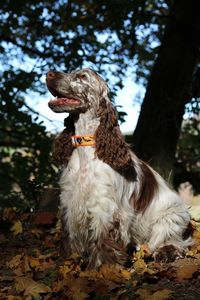 Close-up of dog on tree trunk