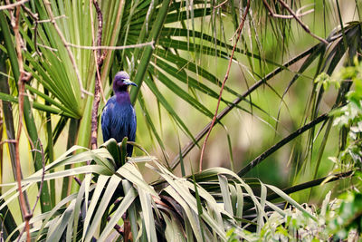 Bird perching on branch