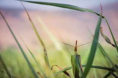 Close-up of insect on grass