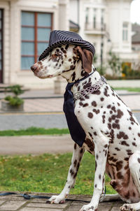 Dogs standing on footpath