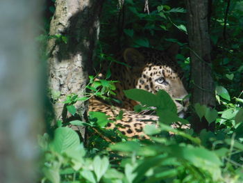 Cat in a forest