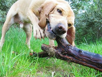 Portrait of dog on field