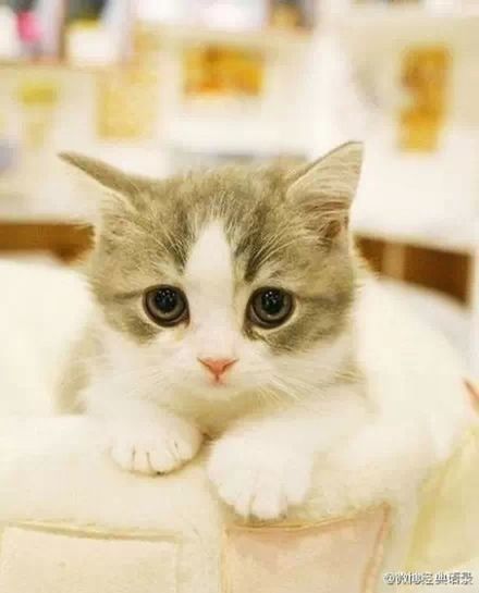 domestic cat, cat, pets, animal themes, domestic animals, one animal, feline, whisker, looking at camera, portrait, mammal, focus on foreground, close-up, indoors, animal head, white color, front view, relaxation, kitten, alertness