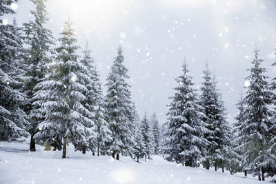 Pine trees on snow covered land