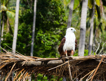 Close-up of bird perching on tree