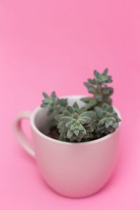 Close-up of potted plant