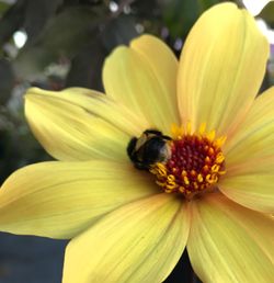 Close-up of honey bee on yellow flower