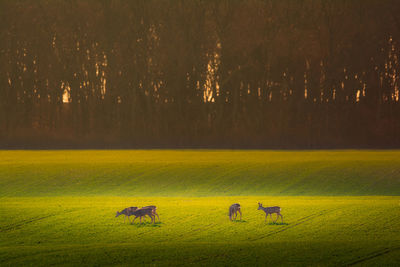 Scenic view of grassy field