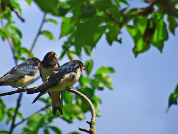 Bird perching on a tree