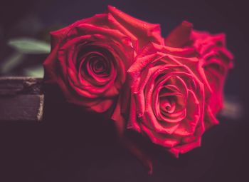 Close-up of rose bouquet