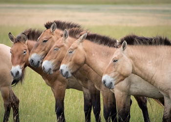 Horses on field