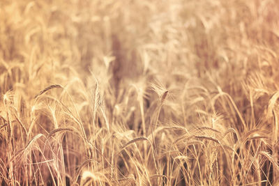 Close-up of stalks in field