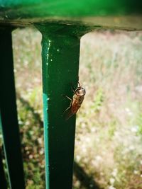 Close-up of insect on metal