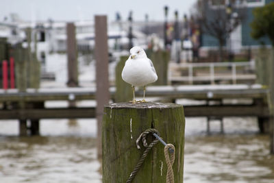 Close-up of seagull perching on wooden post by sea