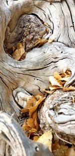 Full frame shot of tree trunk