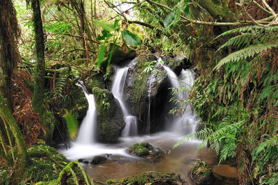 Scenic view of waterfall in forest