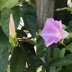 Close-up of pink flowers blooming outdoors