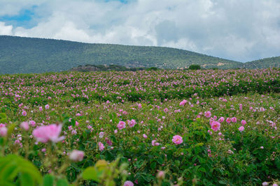Scenic view of pink flowering plants on field against cloudy sky