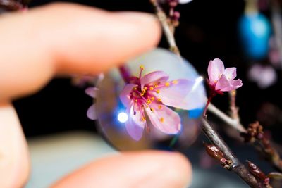 Close-up of flowers against blurred background