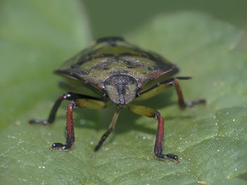 Close-up of insect