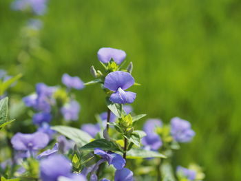 Close-up of purple flowering plant