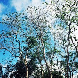 Low angle view of trees in forest against sky