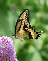 Close-up of butterfly pollinating on purple flower