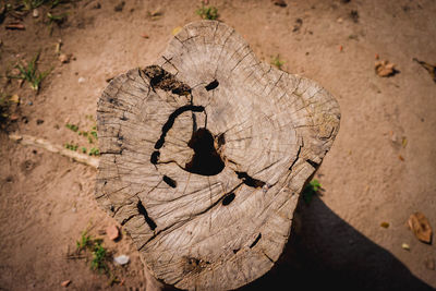 High angle view of tree stump in forest