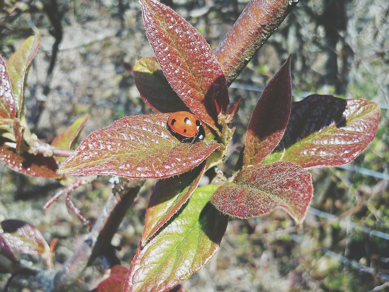 close-up, focus on foreground, nature, growth, leaf, plant, beauty in nature, fragility, red, outdoors, day, natural pattern, no people, freshness, season, flower, branch, leaf vein, tranquility, wet