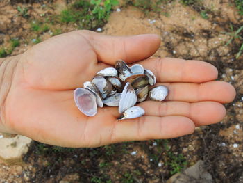 High angle view of hand holding shell