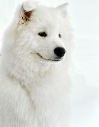 Close-up portrait of dog standing against white background