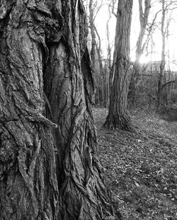 Trees in forest