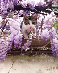 flowering plant