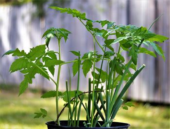 Close-up of white flowering plant on field