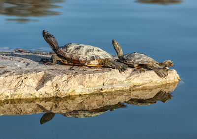 Two water turtles on the rock with sunlight