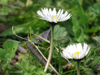 Close-up of white flowering plant