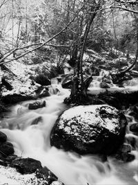 Stream flowing through forest