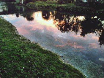 Reflection of trees in water